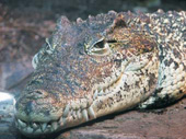 Crocodiles at Lago Enriquillo